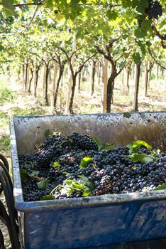 Tractor with trailer filled with red grapes for wine making. Concept for harvesting grapes in vineyard. Inside vineyards.