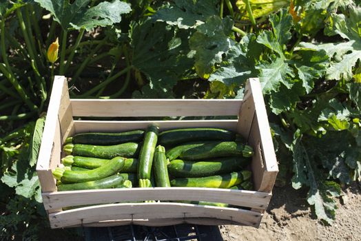 Picking zucchini in industrial farm. Wooden crates with zucchini on the field. Sunny day.