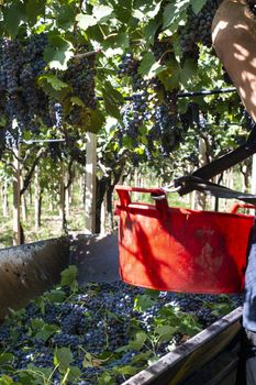 Workers picking red grapes. Harvesting grape for wine making. 