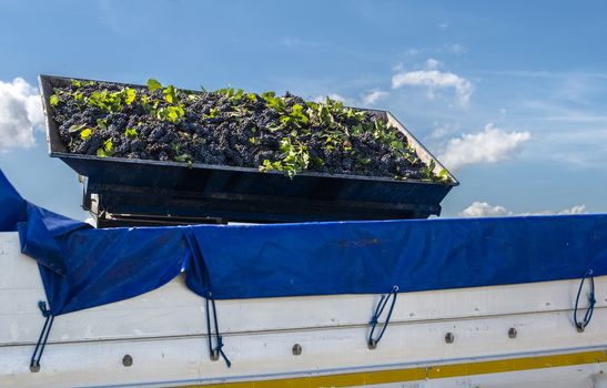 Truck with red grape for wine making. Pile of grape on truck trailer. Picking and transporting grape from vineyard. Wine making concept.