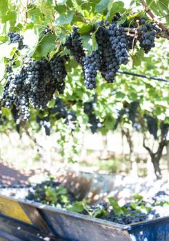 Workers picking red grapes. Harvesting grape for wine making. 