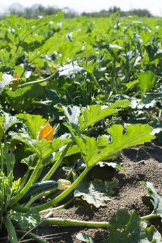 Zucchini in industrial farm. Sunny day on the field. Growing zucchini.