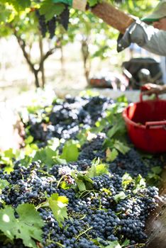 Workers picking red grapes. Harvesting grape for wine making. 