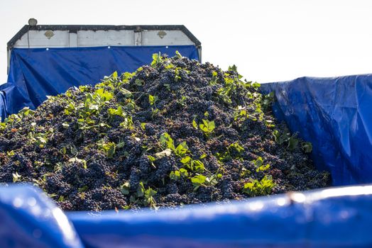 Truck with red grape for wine making. Pile of grape on truck trailer. Picking and transporting grape from vineyard. Wine making concept.