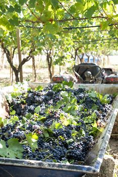 Tractor with trailer filled with red grapes for wine making. Concept for harvesting grapes in vineyard. Inside vineyards.