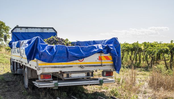 Truck with red grape for wine making. Pile of grape on truck trailer. Picking and transporting grape from vineyard. Wine making concept.