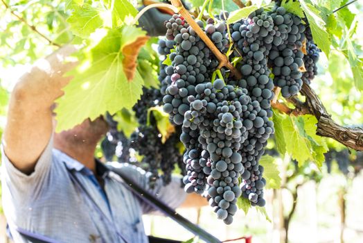 Workers picking red grapes. Harvesting grape for wine making. 