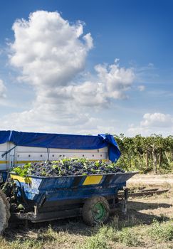 Tractor with trailer filled with red grapes for wine making. Concept for harvesting grapes in vineyard. Inside vineyards.