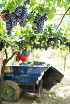 Tractor with trailer filled with red grapes for wine making. Concept for harvesting grapes in vineyard. Inside vineyards.