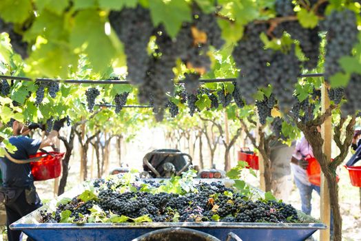 Tractor with trailer filled with red grapes for wine making. Concept for harvesting grapes in vineyard. Inside vineyards.