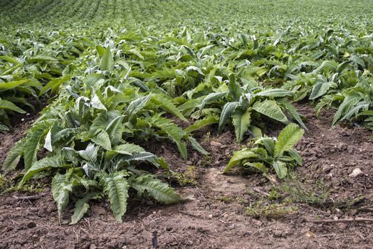 Artichoke industrial plantation in rows. Growing artichoke in a big farm.