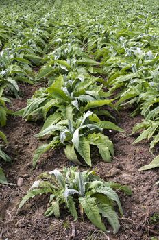 Artichoke industrial plantation in rows. Growing artichoke in a big farm.