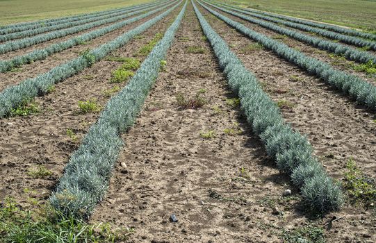 Lavandula small green plants. Newly planted lavandula. Industrialy growing lavender in rows. Small green bushes.