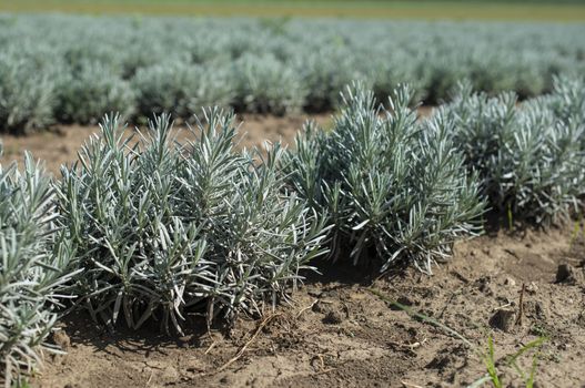 Lavandula small green plants. Newly planted lavandula. Industrialy growing lavender in rows. Small green bushes.