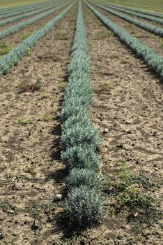 Lavandula small green plants. Newly planted lavandula. Industrialy growing lavender in rows. Small green bushes.