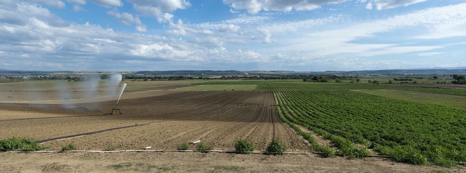 Watering green plants and plowed soil. Panoramic image. Newly planted agriculture land. Big industrial sprinkler irrigation.