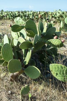 Industrial cactus plantation. Growing cactus. Fruits on cactus. Sunny day.