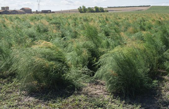 Growing asparagus in farm. Big asparagus plantation in Italy. Green bushes of asparagus