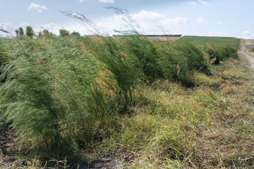 Growing asparagus in farm. Big asparagus plantation in Italy. Green bushes of asparagus