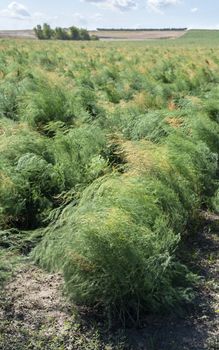 Growing asparagus in farm. Big asparagus plantation in Italy. Green bushes of asparagus