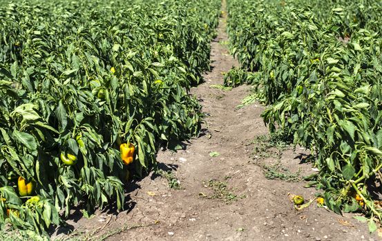 Growing peppers on the field. Natural growing vegetables in farm.