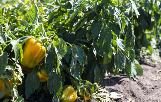 Growing peppers on the field. Natural growing vegetables in farm.