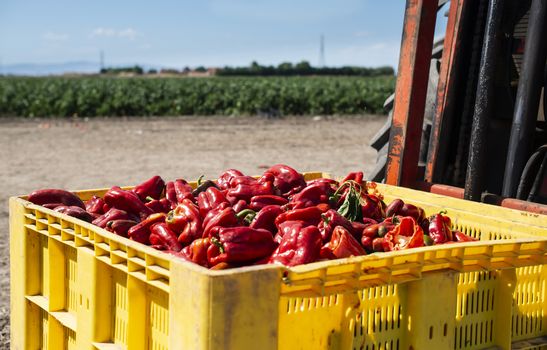 Mature big red peppers in crate ready for transport from the farm. Close-up peppers and agricultural land.