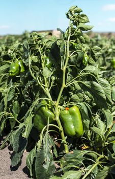 Growing green peppers on the field. Natural growing vegetables in farm.