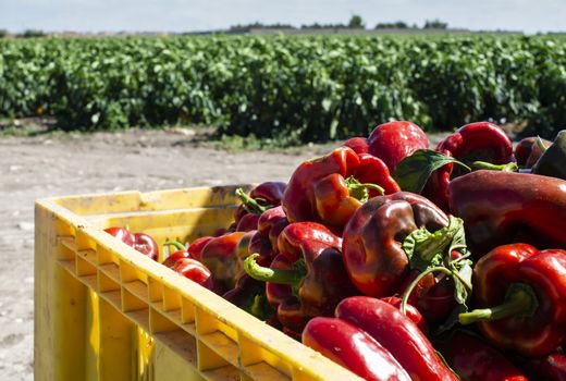 Mature big red peppers in crate ready for transport from the farm. Close-up peppers and agricultural land.