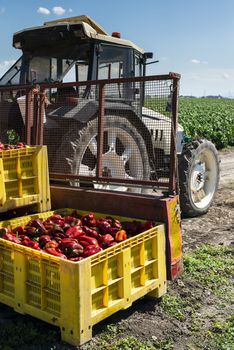 Mature big red peppers on tractor in a farm. Close-up peppers and agricultural land.