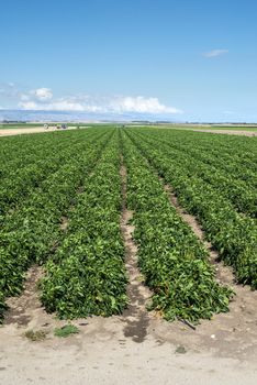 Growing peppers on the field. Natural growing vegetables in farm.