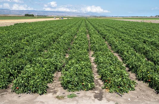 Growing peppers on the field. Natural growing vegetables in farm.