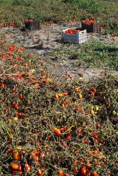 Picking tomatoes manually in crates. Tomato farm. Tomato variety for canning. Growing tomatoes in soil on the field. Sunny day.