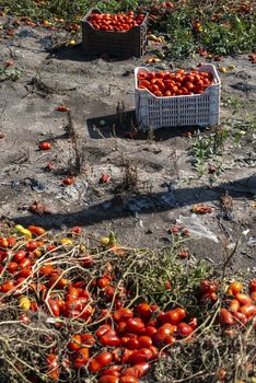 Picking tomatoes manually in crates. Tomato farm. Tomato variety for canning. Growing tomatoes in soil on the field. Sunny day.