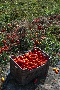 Picking tomatoes manually in crates. Tomato farm. Tomato variety for canning. Growing tomatoes in soil on the field. Sunny day.
