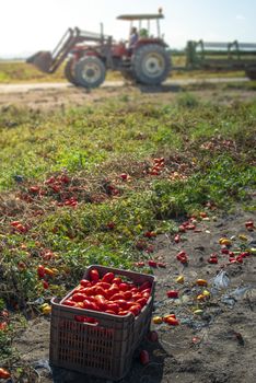 Picking tomatoes manually in crates. Tomato farm and tractor. Tomato variety for canning. Growing tomatoes in soil on the field. Sunny day.