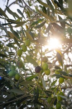 Ripe olives on branch. Sunlight. Close up olives on tree.