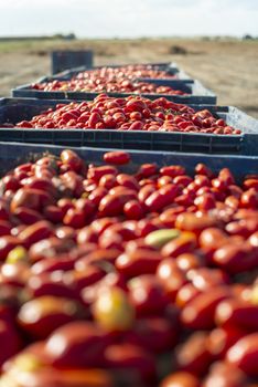 Big crates with tomatoes. Farm for growing tomatoes for canning industry.