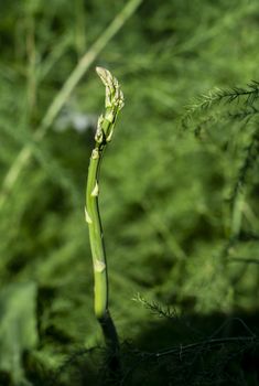 Asparagus plants in the nature. Close-up asparagus. Asparagus in industrial farm.
