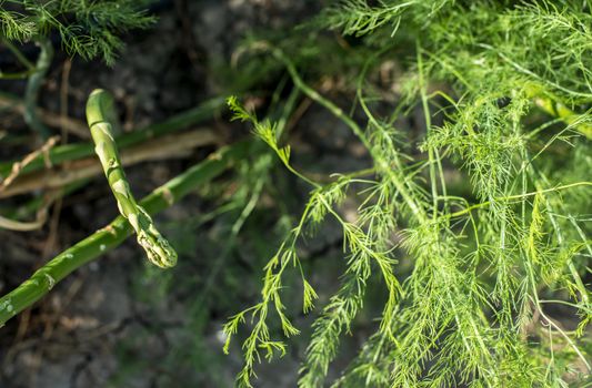 Asparagus plants in the nature. Close-up asparagus. Asparagus in industrial farm.