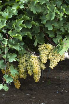 Dessert white grapes. Variety of grapes for eating. Fuit food