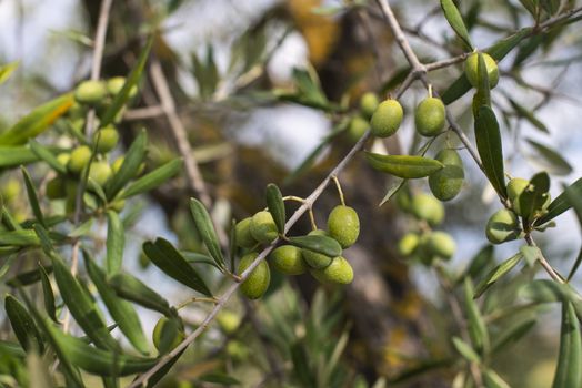 Olive tree close up. Branch with olives.