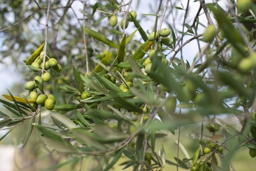 Olive tree close up. Branch with olives.