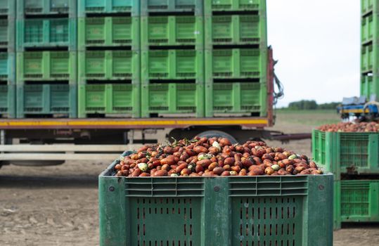 Tomatoes for canning. Agriculture land and crates with tomatoes. Harvested tomatoes.