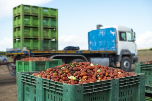 Tomatoes for canning on truck for transportation. Agriculture land and crates with tomatoes. Harvested tomatoes.