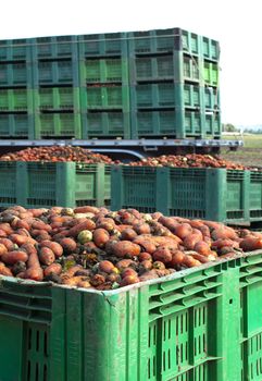 Tomatoes for canning. Agriculture land and crates with tomatoes. Harvested tomatoes.