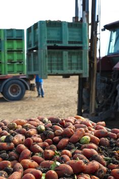 Tomatoes for canning. Agriculture land and crates with tomatoes. Harvested tomatoes.