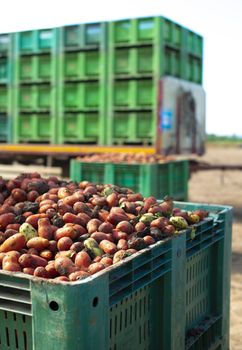 Tomatoes for canning. Agriculture land and crates with tomatoes. Harvested tomatoes.