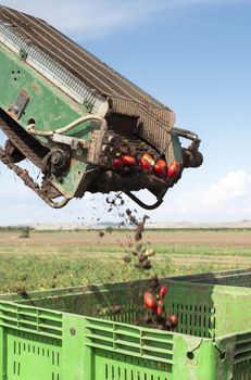 Machine with transport line for picking tomatoes on the field. Tractor harvester harvest tomatoes and load in crates. Automatization agriculture concept with tomatoes.