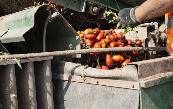 Machine with transport line for picking tomatoes on the field. Tractor harvester harvest tomatoes and load in crates. Automatization agriculture concept with tomatoes.